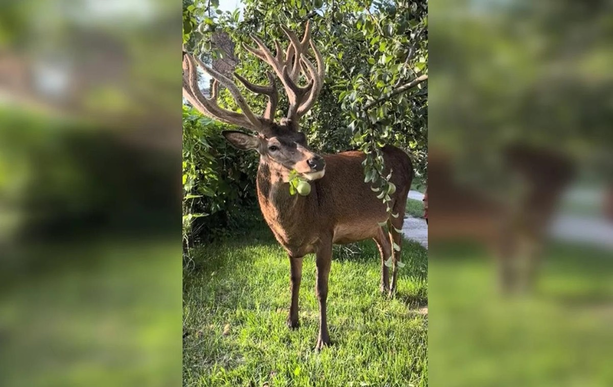 Відомого оленя Бориса з Рівненщини збила машина